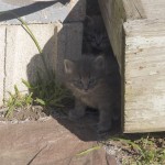Kittens under the deck