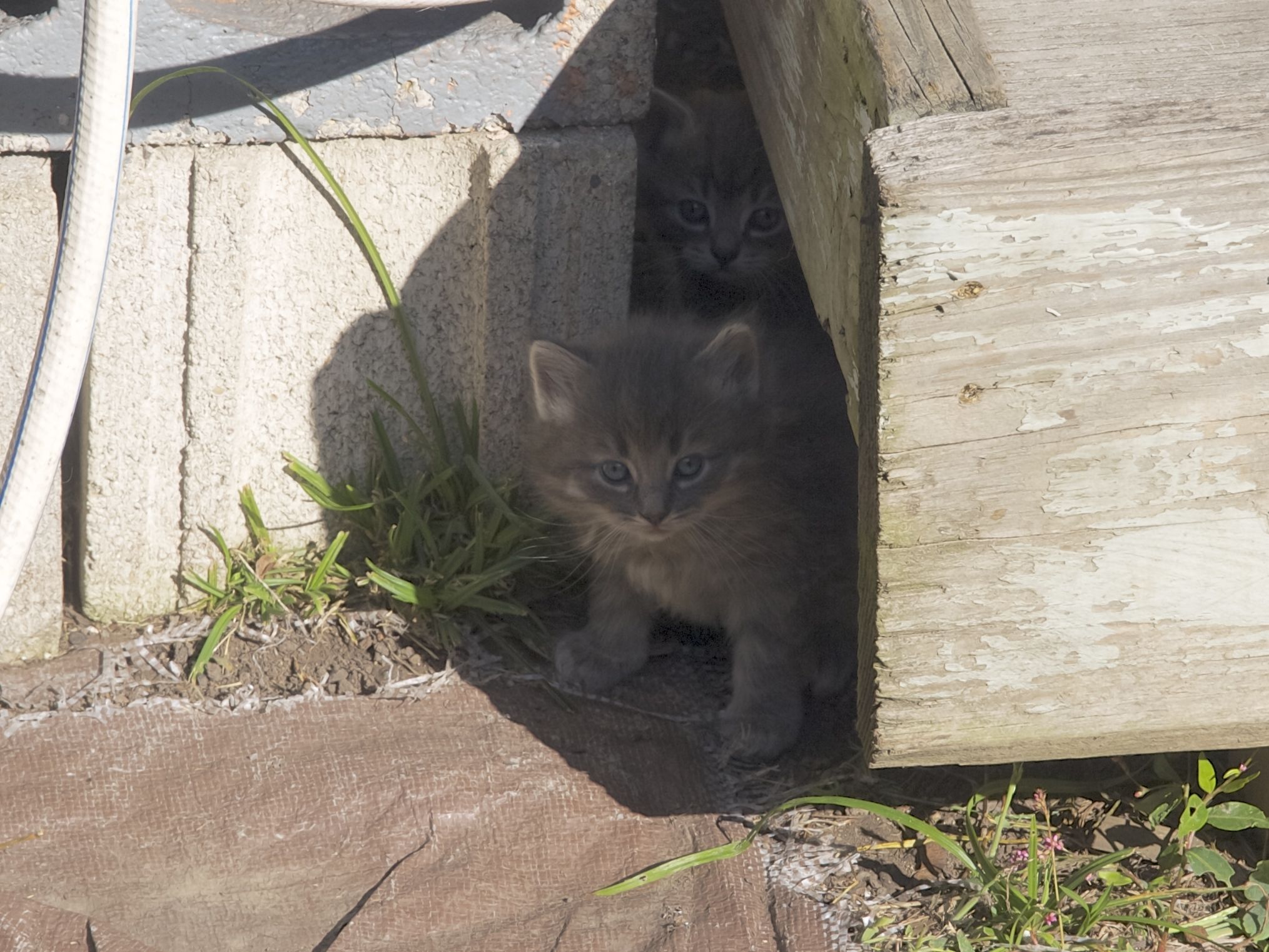Kittens under the deck