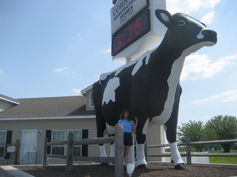 Giant Cow