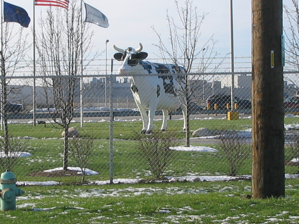 Giant Cow