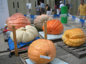 Giant Pumpkins - Indiana State Fair 2005