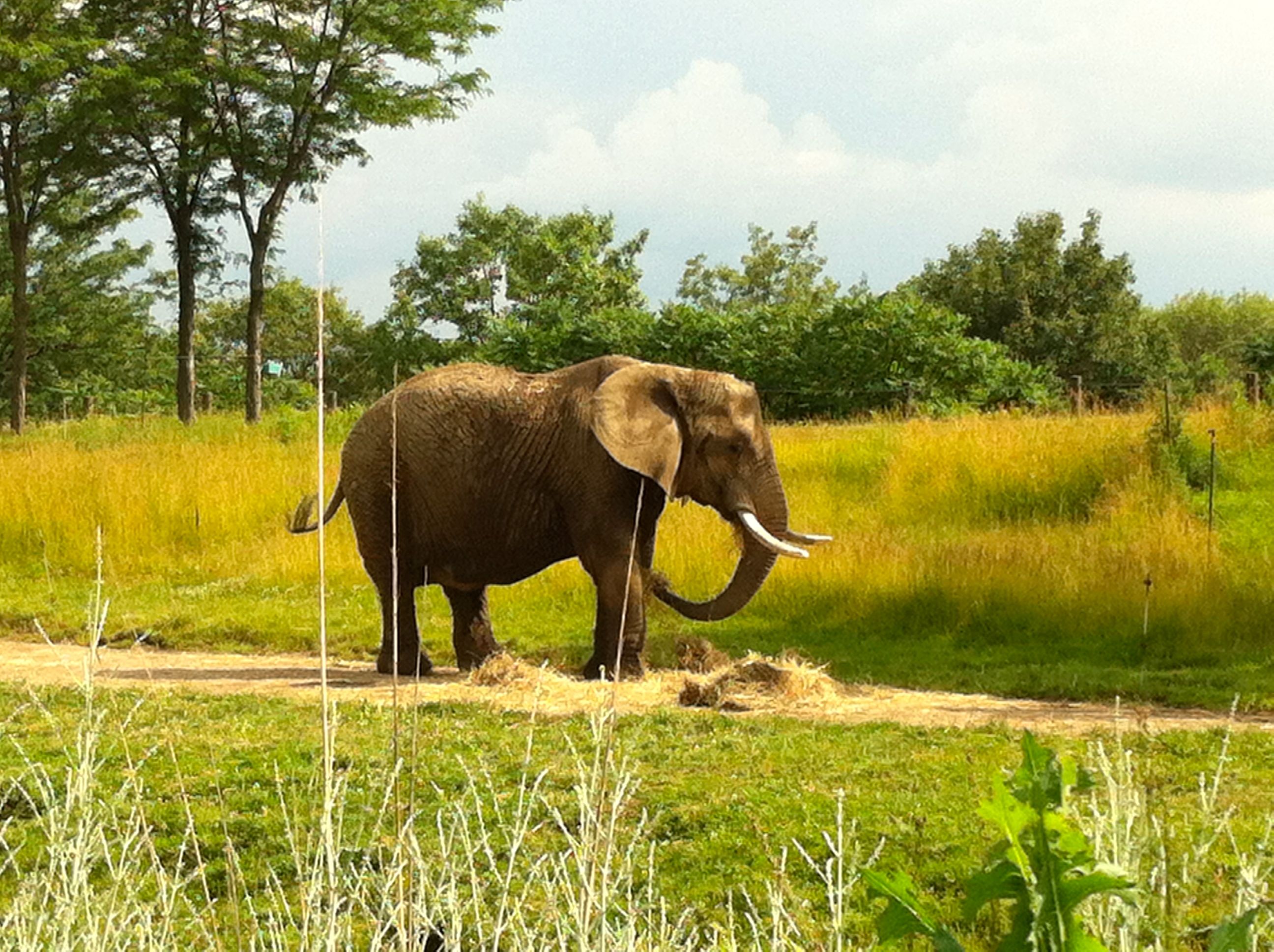 Indianapolis Zoo Visit - elephants