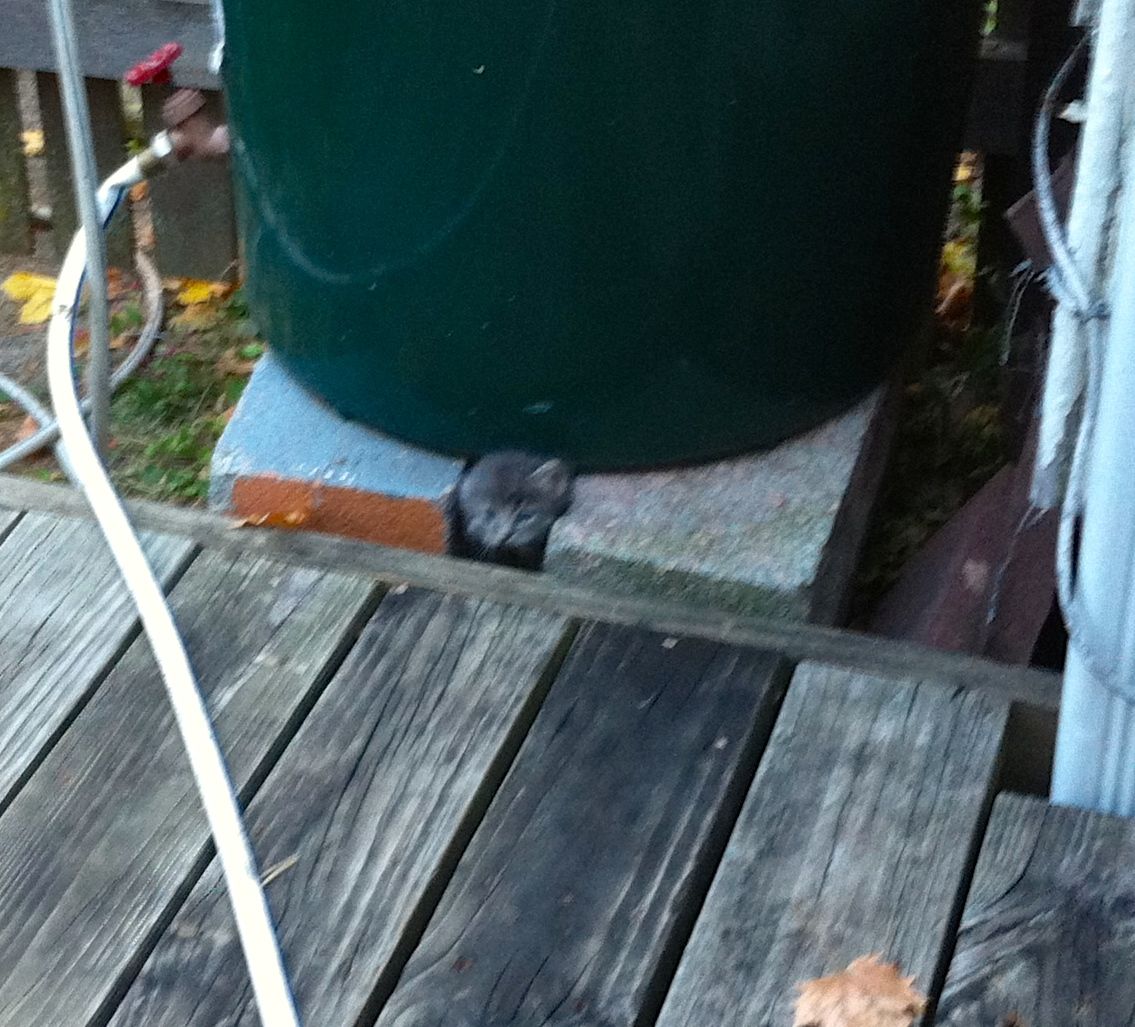 Kittens under the deck