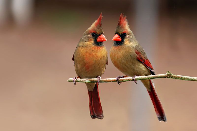 Female Cardinal Pair