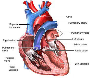 Heart Diagram 2