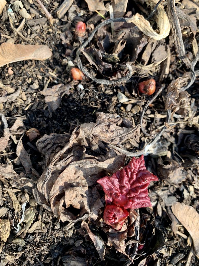 2022 rhubarb sprouts