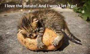 love potato