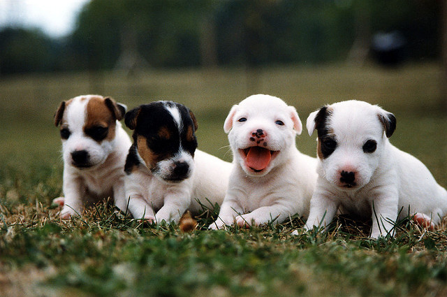 Cute Puppies